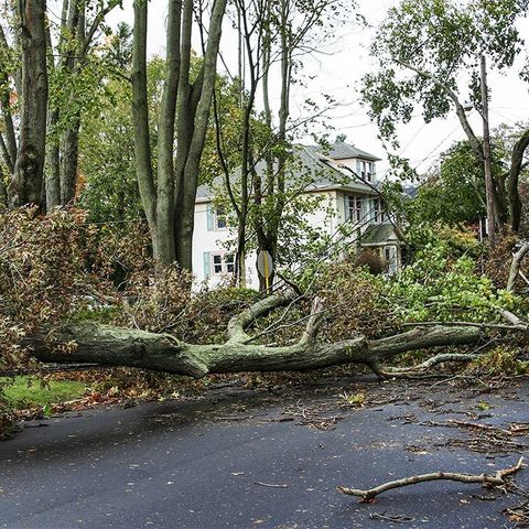 A Huge Tree Blocking the Driveway — Moline, IL — Rick's Tree Expert