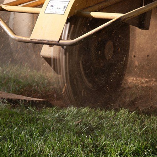 Removing a Tree Stump — Moline, IL — Rick's Tree Expert