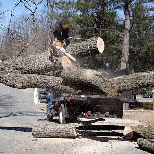 Cutting the Tree in the Driveway — Moline, IL — Rick's Tree Expert
