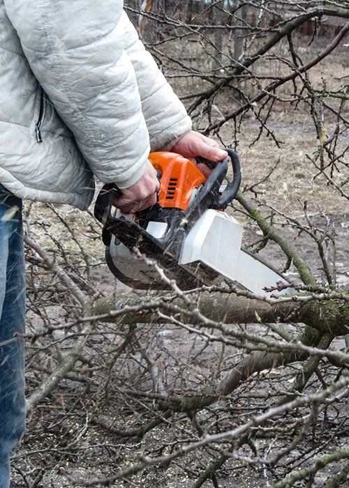 A Man Cutting Down the Dying Tree — Moline, IL — Rick's Tree Expert