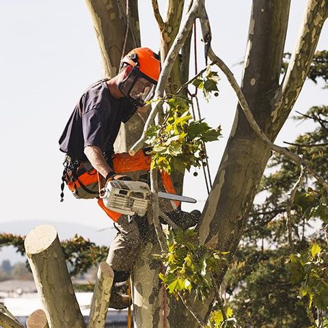 A Man Above the Tree with a Chainsaw — Moline, IL — Rick's Tree Expert