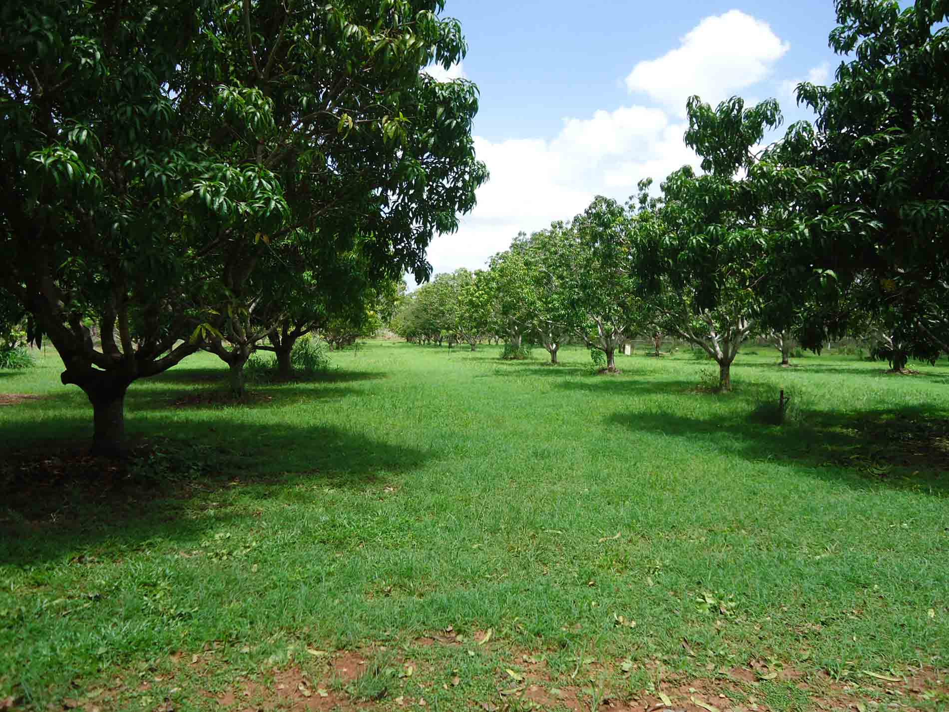 Lane Of Planted Trees — Budget Accommodation in Rum Jungle, NT