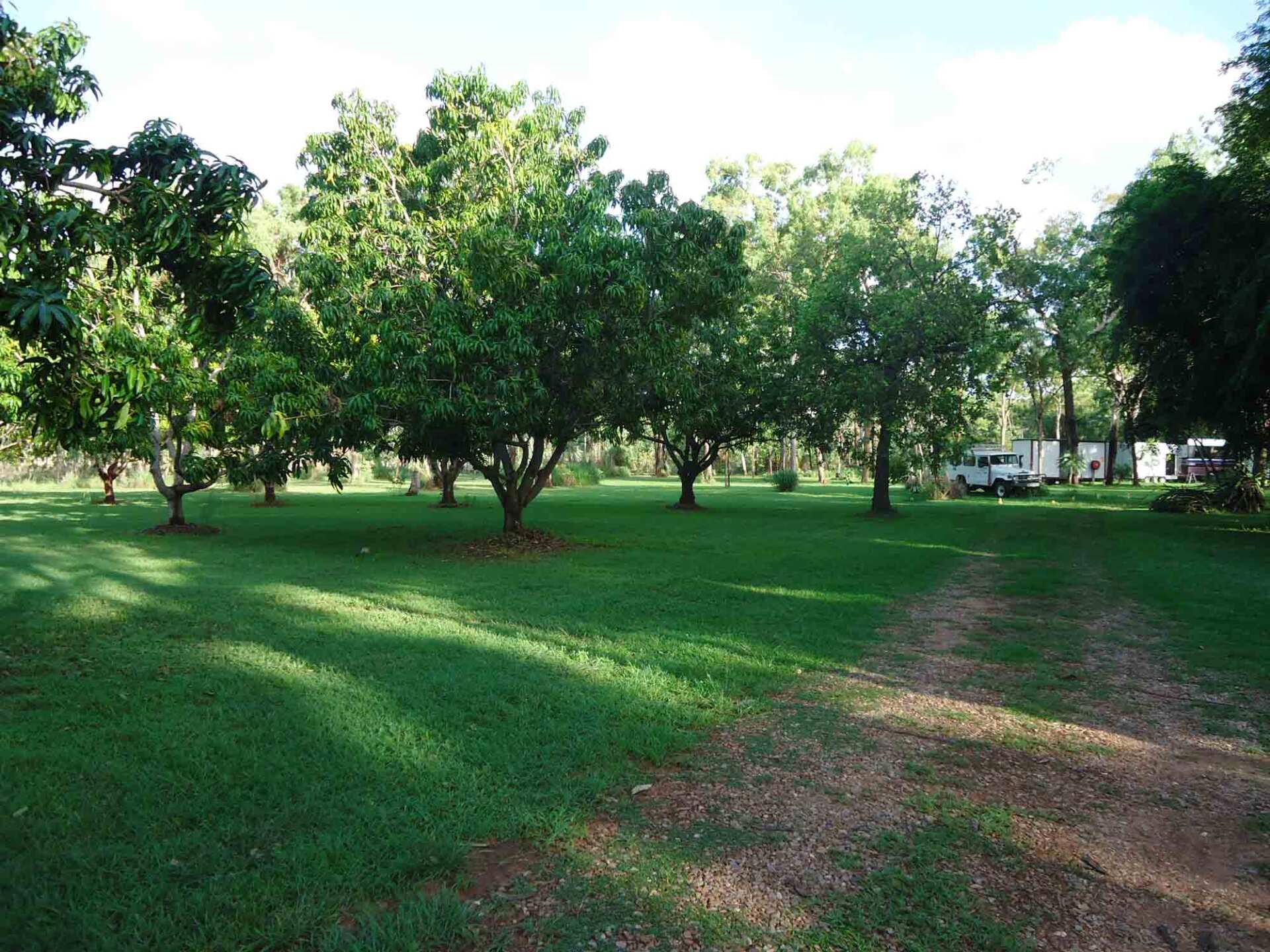 Lane Of Planted Trees With The Sun's Rays  — Budget Accommodation in Rum Jungle, NT