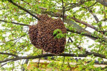 Beekeeper opened beehive - Bee removal services in Billings, MT