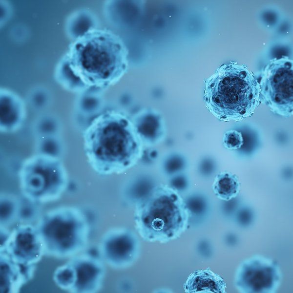 bacteria