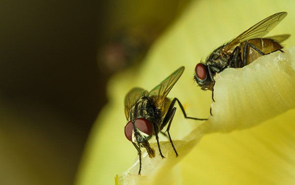 flies on food