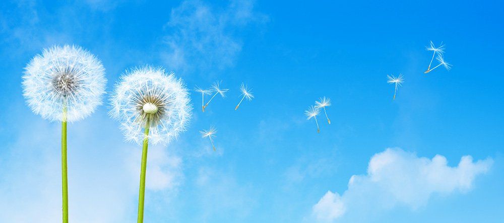 Flower and Blue Sky|Commercial Air Purifiers| PuraAir Australia
