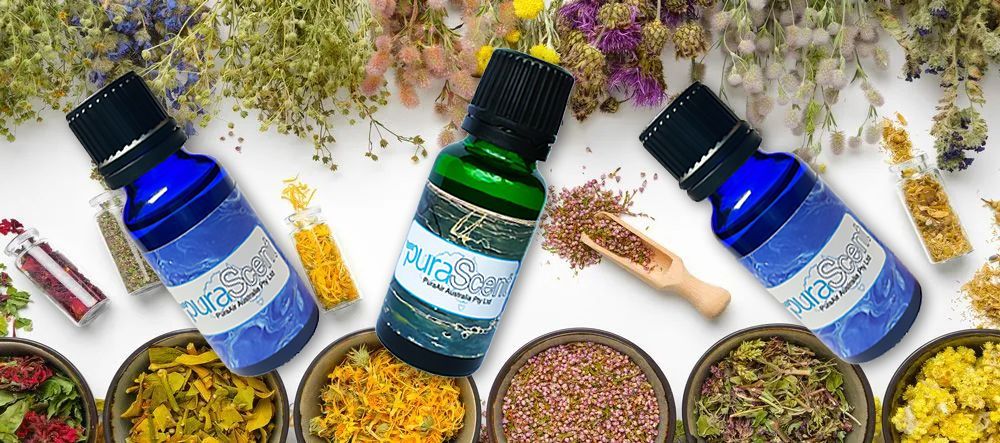 essential oils Bottles of essential oils with herbs and seeds, arranged on a white background.