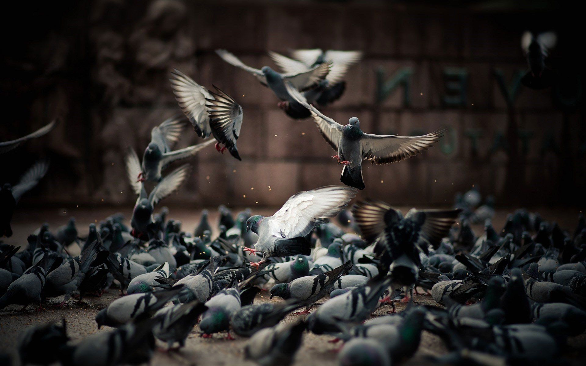 A flock of pigeons are flying over a pile of food on the ground.