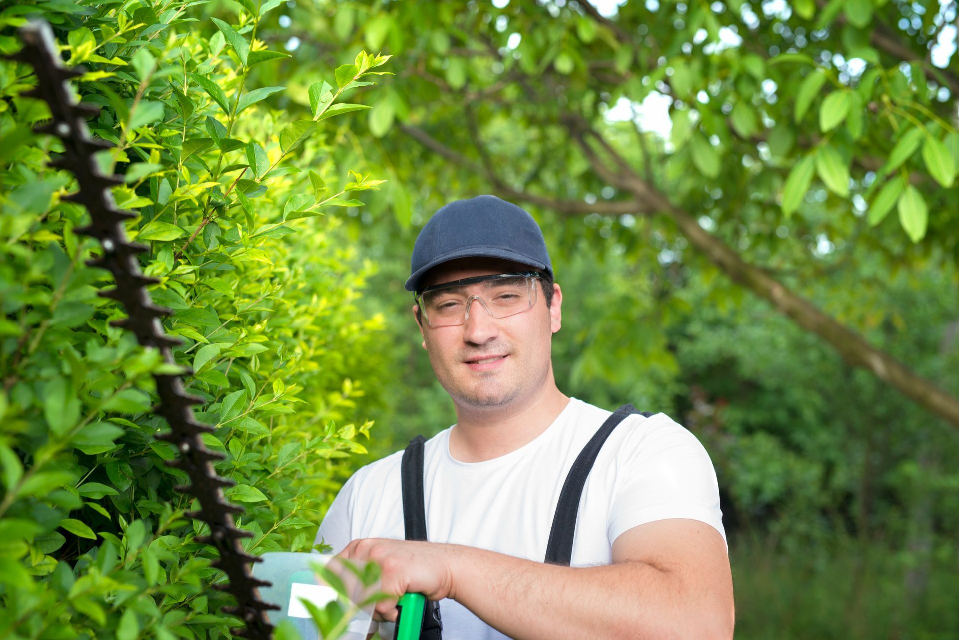 Best Tree Services in Cardston