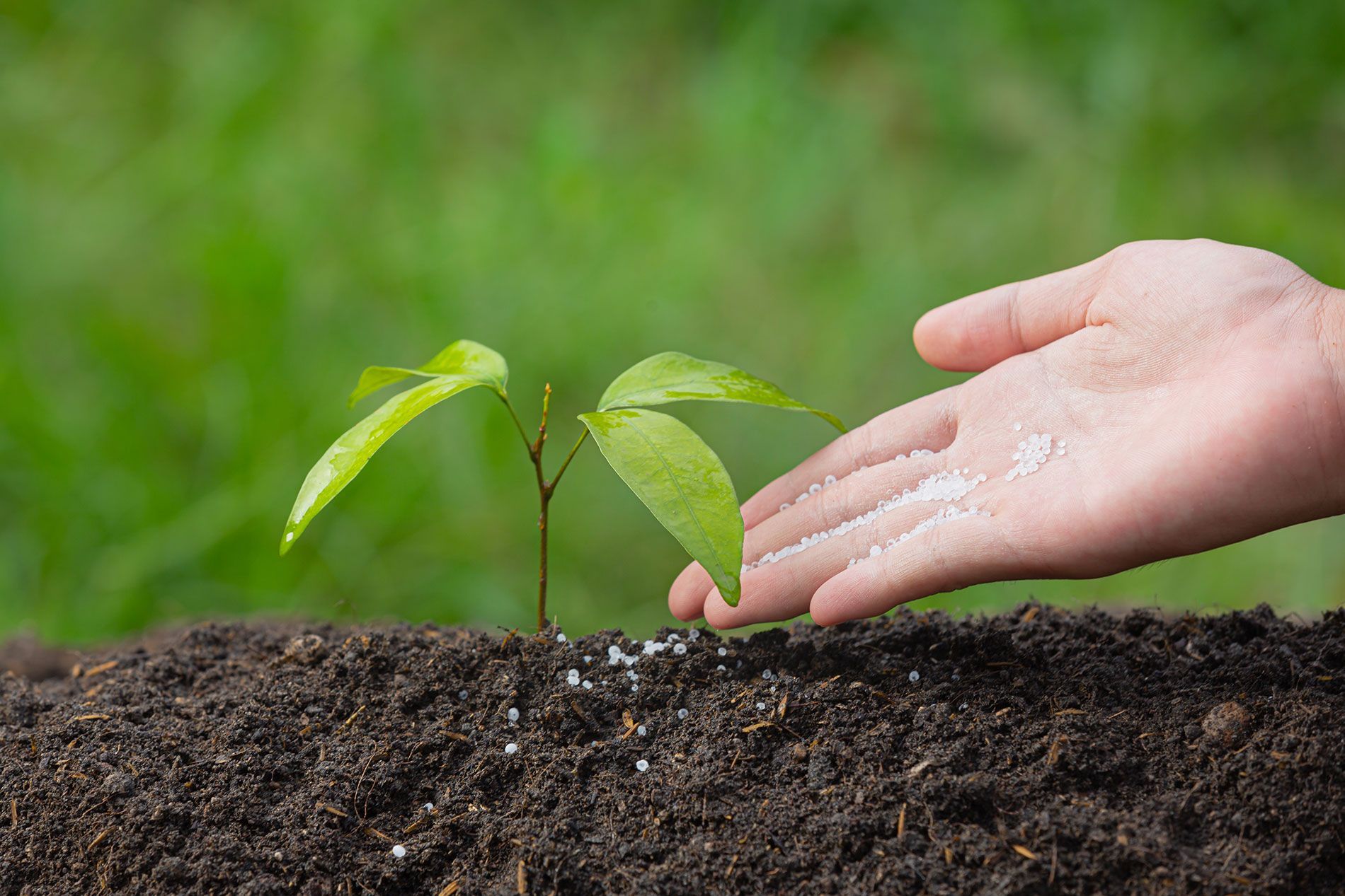 Secrets of Tree Fertilizer