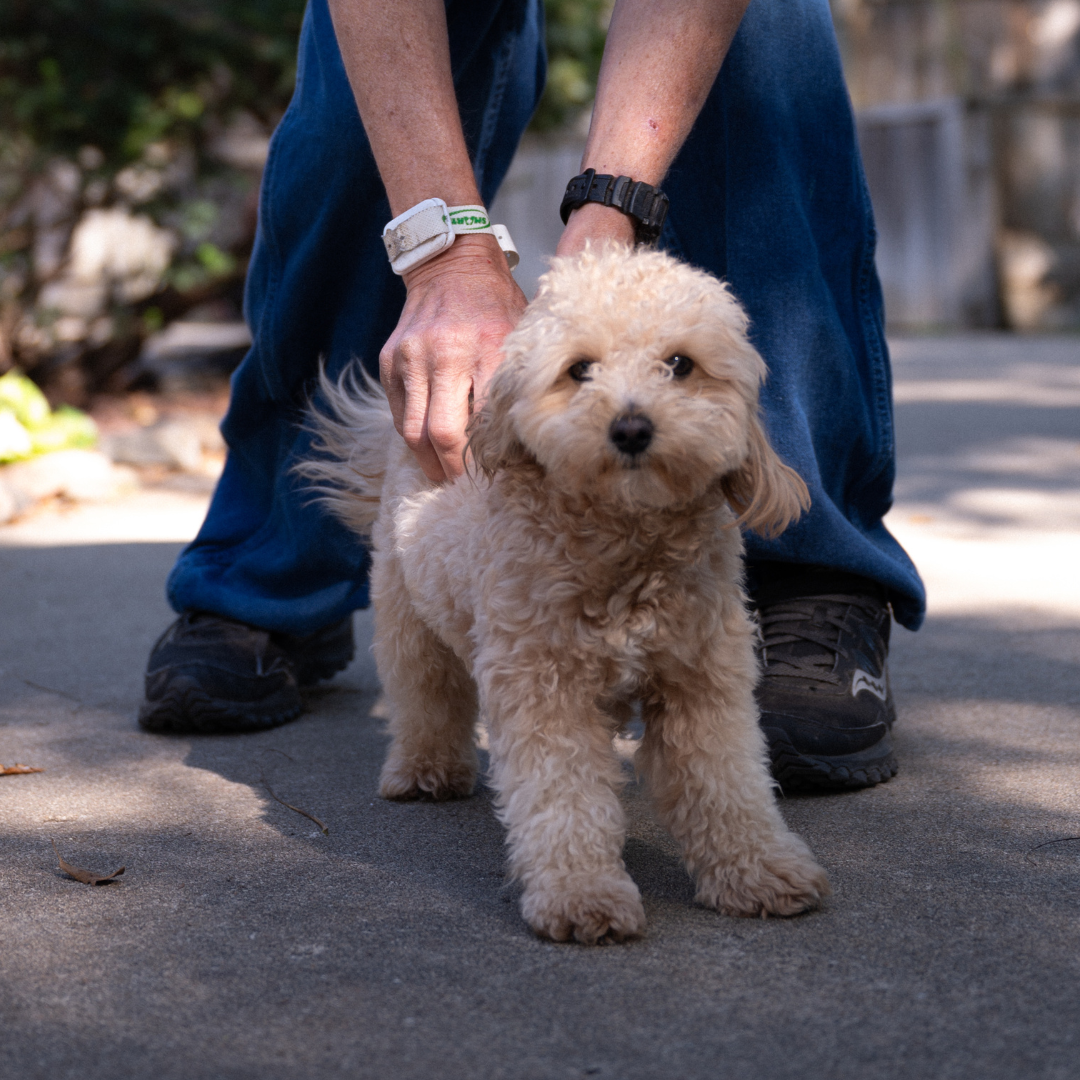 Tan-colored poodle being held by a person wearing blue jeans and black shoes on a sidewalk.