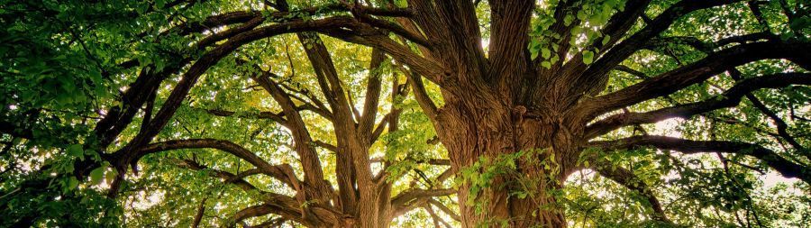 von Bäumen lernen - ein kreativer Workshop