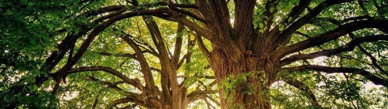 von Bäumen lernen - ein kreativer Workshop