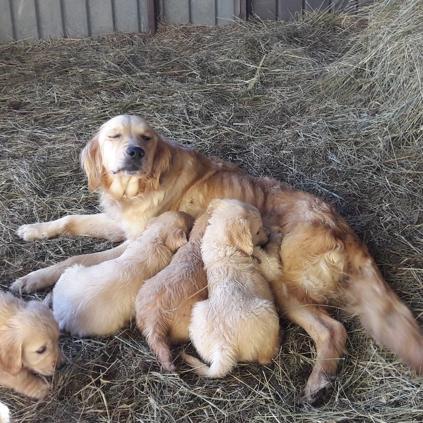 Una cagnolina allatta i suoi cuccioli in un mucchio di fieno