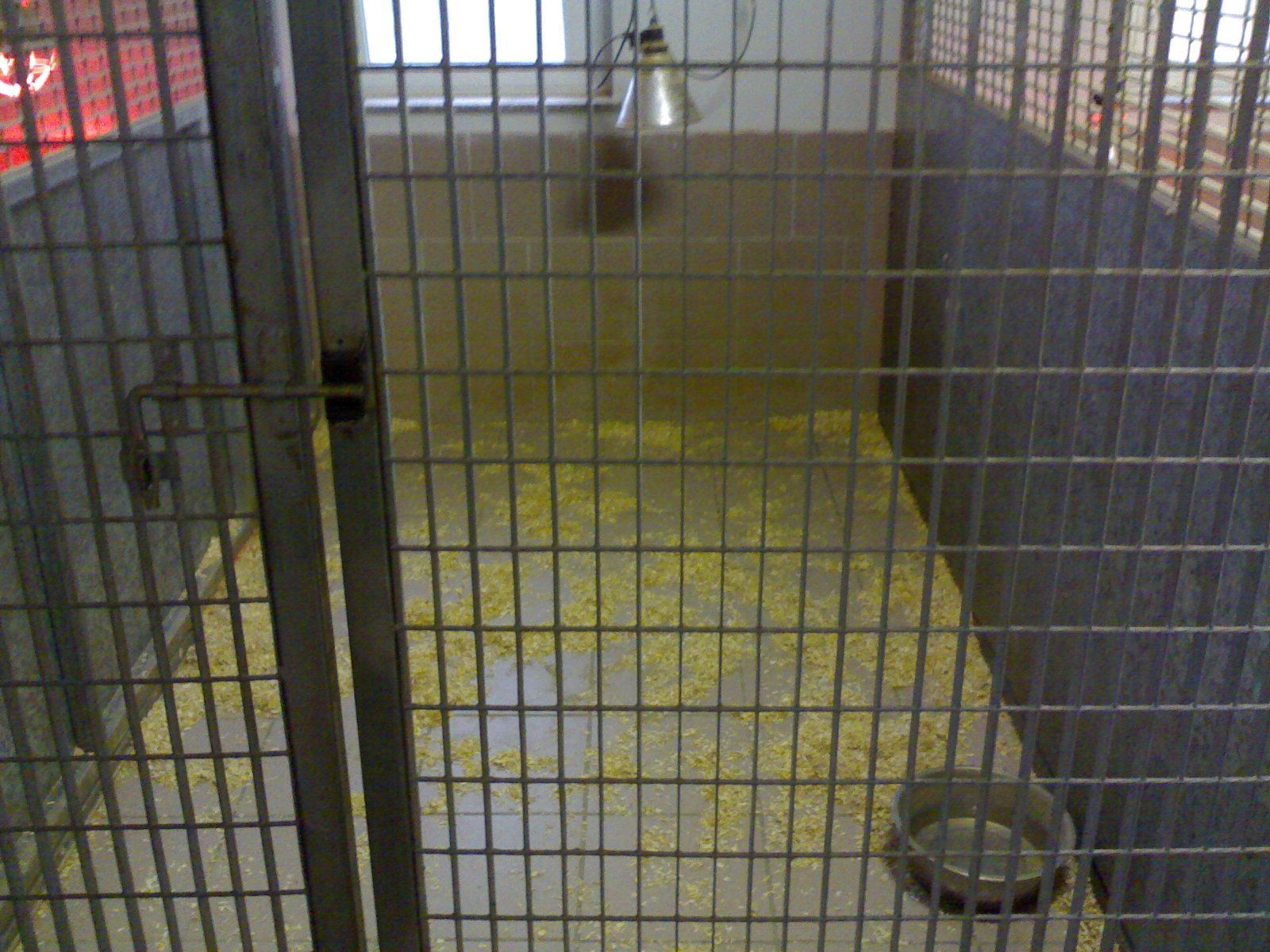 Una gabbia con una ciotola di cibo dentro