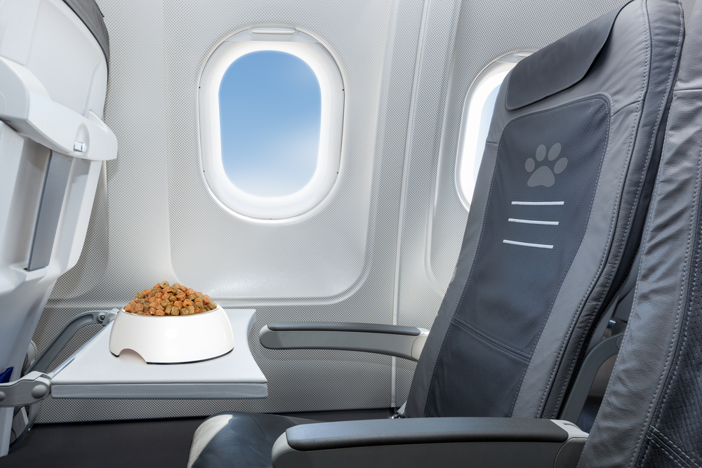 A bowl of dog food sits on a table in an airplane seat