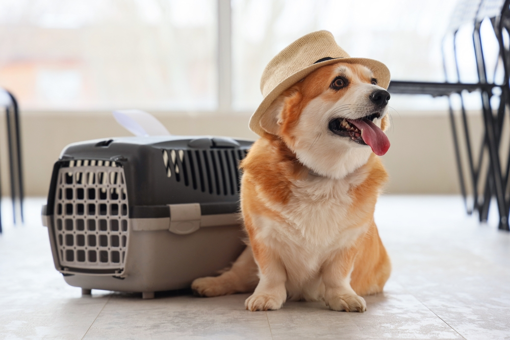 A dog wearing a hat is sitting next to a carrier.