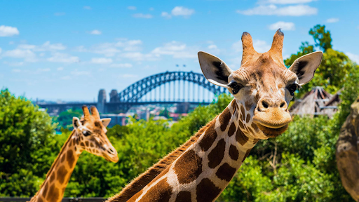 4. Taronga Zoo