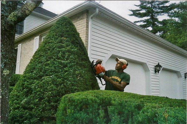 A person wearing protective earmuffs uses a chainsaw to trim a large, cone-shaped hedge in front of a house.