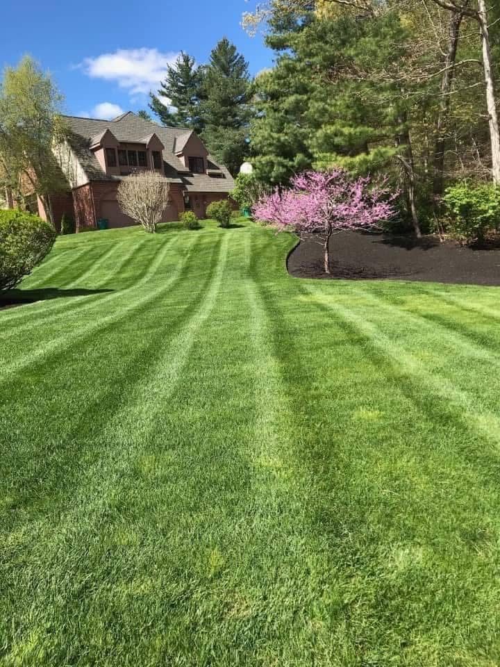 A lush green lawn with precise, light-and-dark mowing stripes leads toward a brick house and a blooming pink redbud tree.