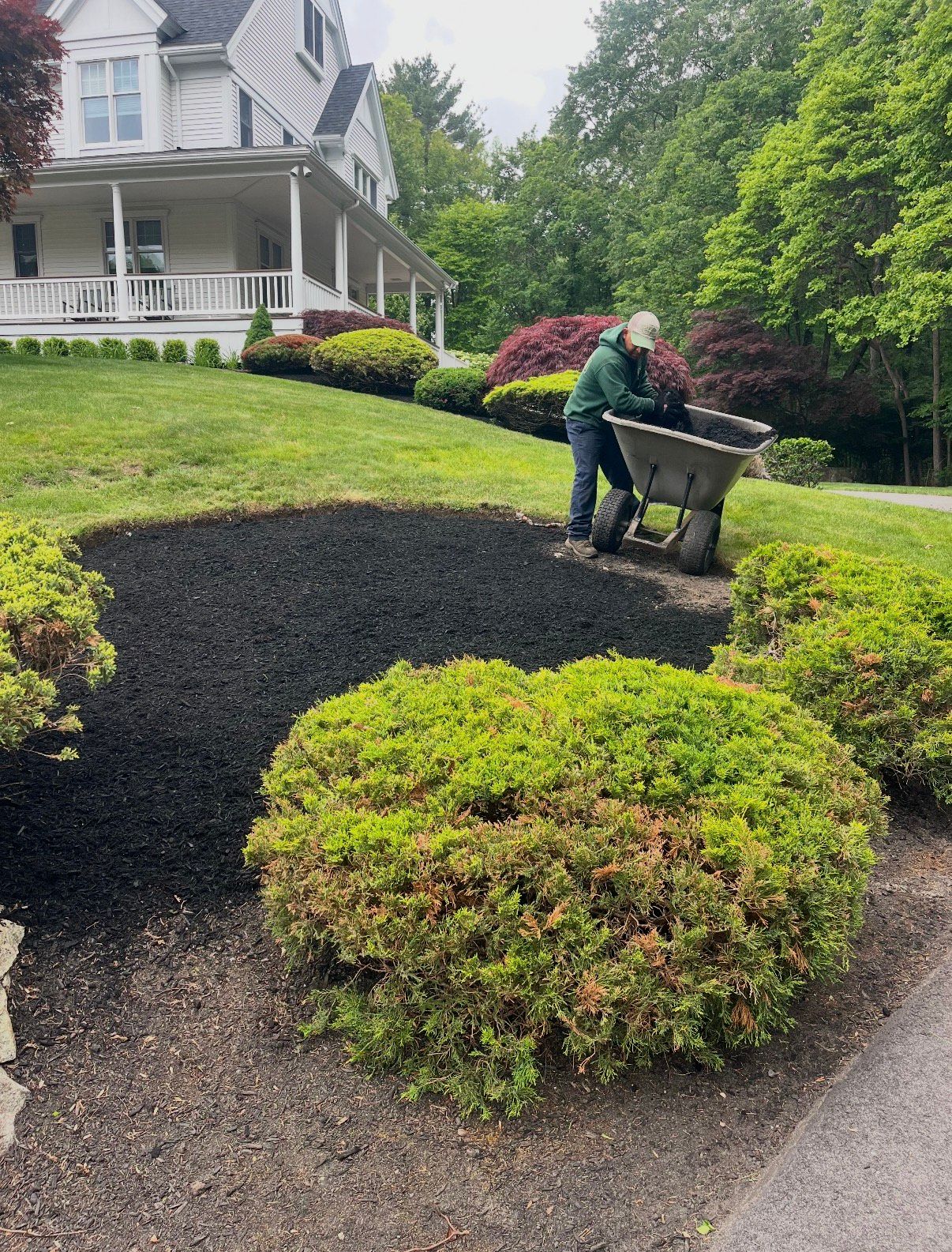 A stone retaining wall curves through a grassy yard in front of a line of pine trees and a small structure.