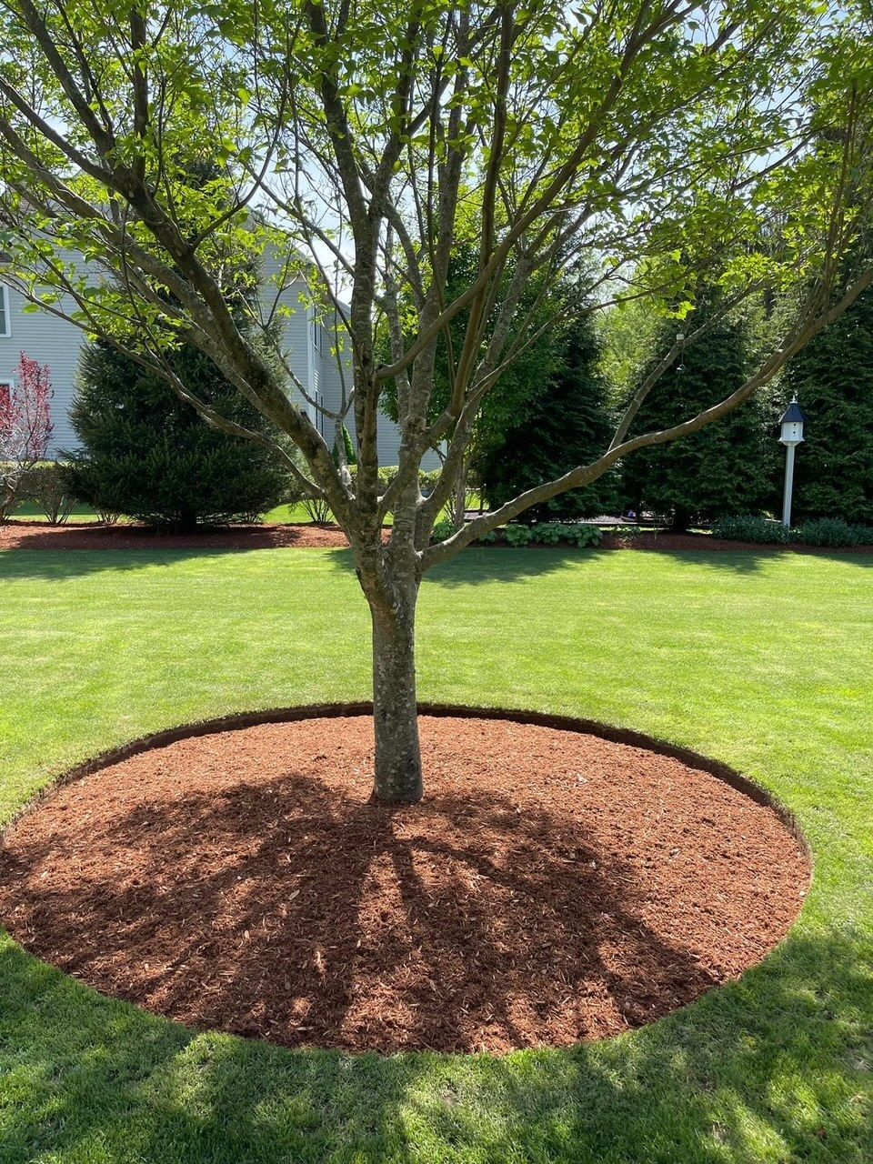 A young tree in a grassy yard, surrounded by a circular bed of brown mulch with a clean, manicured edge.