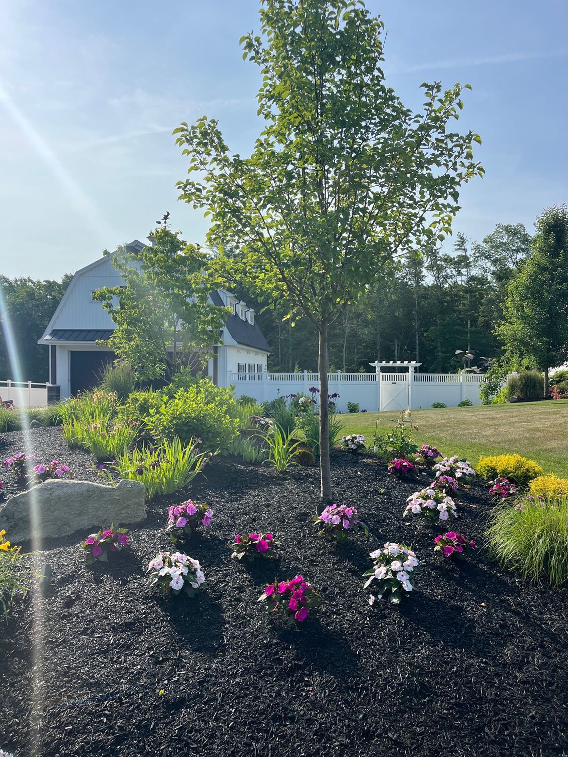 A young tree stands in a garden bed of dark mulch with pink and white flowers, in front of a white barn and fence.