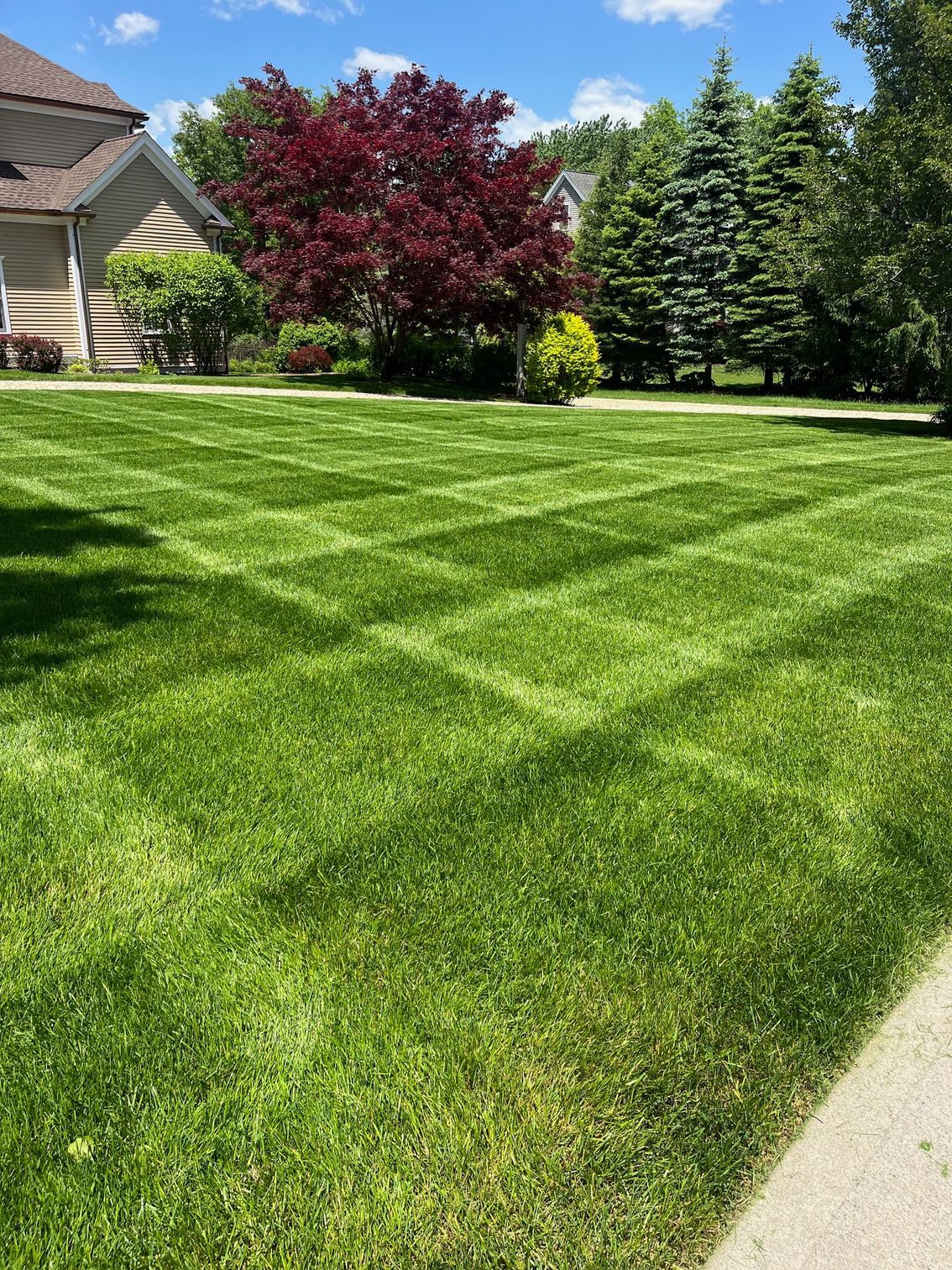 A neatly manicured lawn with a crosshatch pattern, adjacent to a house, a red-leafed tree, and evergreen trees.