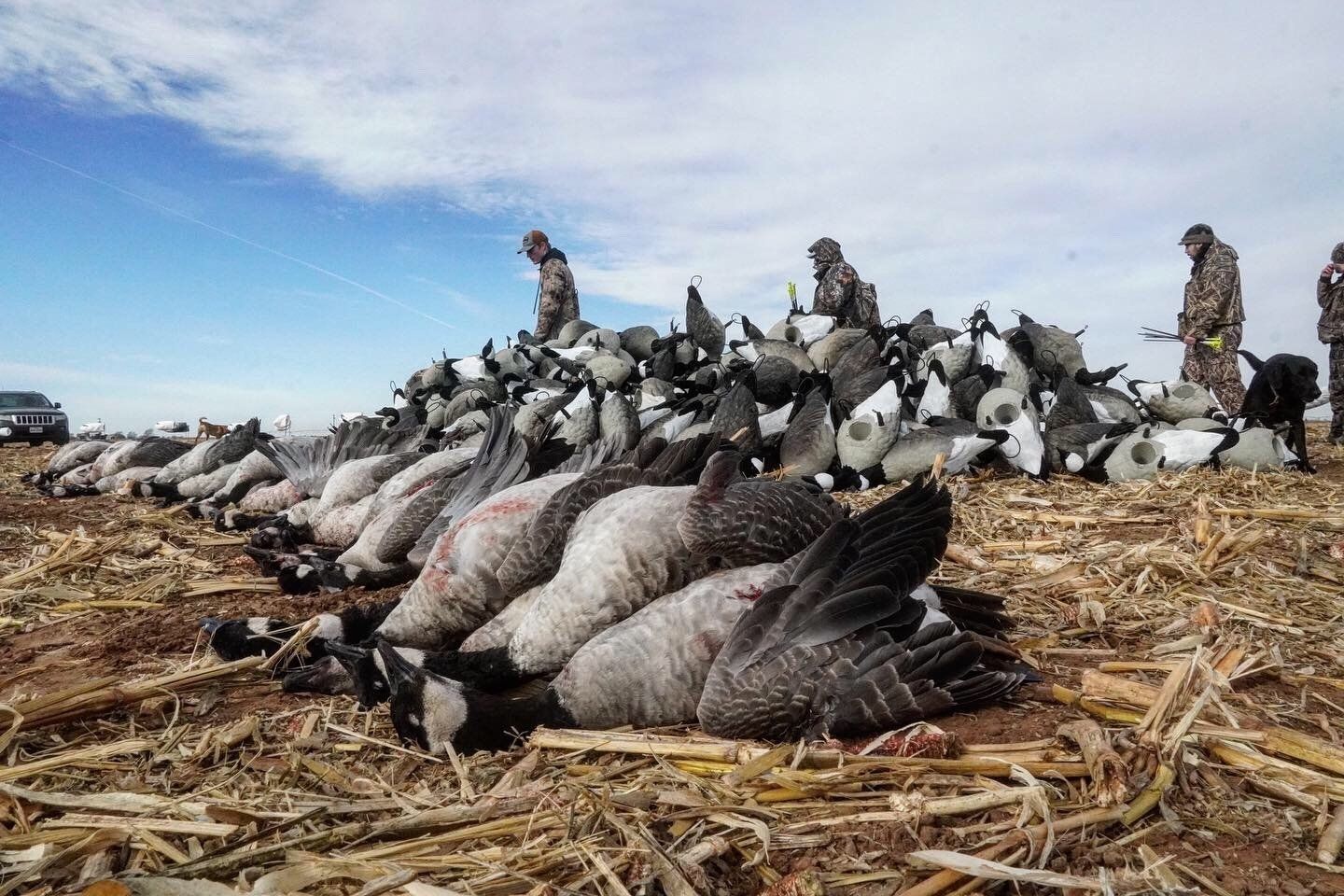 Texas Crane Hunting Pics - Goose Hunt Pictures