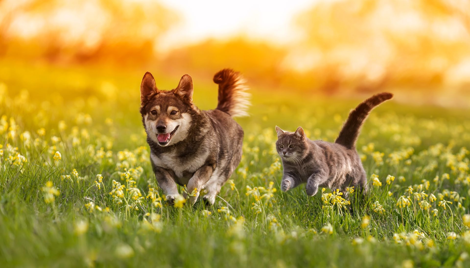 a dog and a cat are running in a field of flowers .