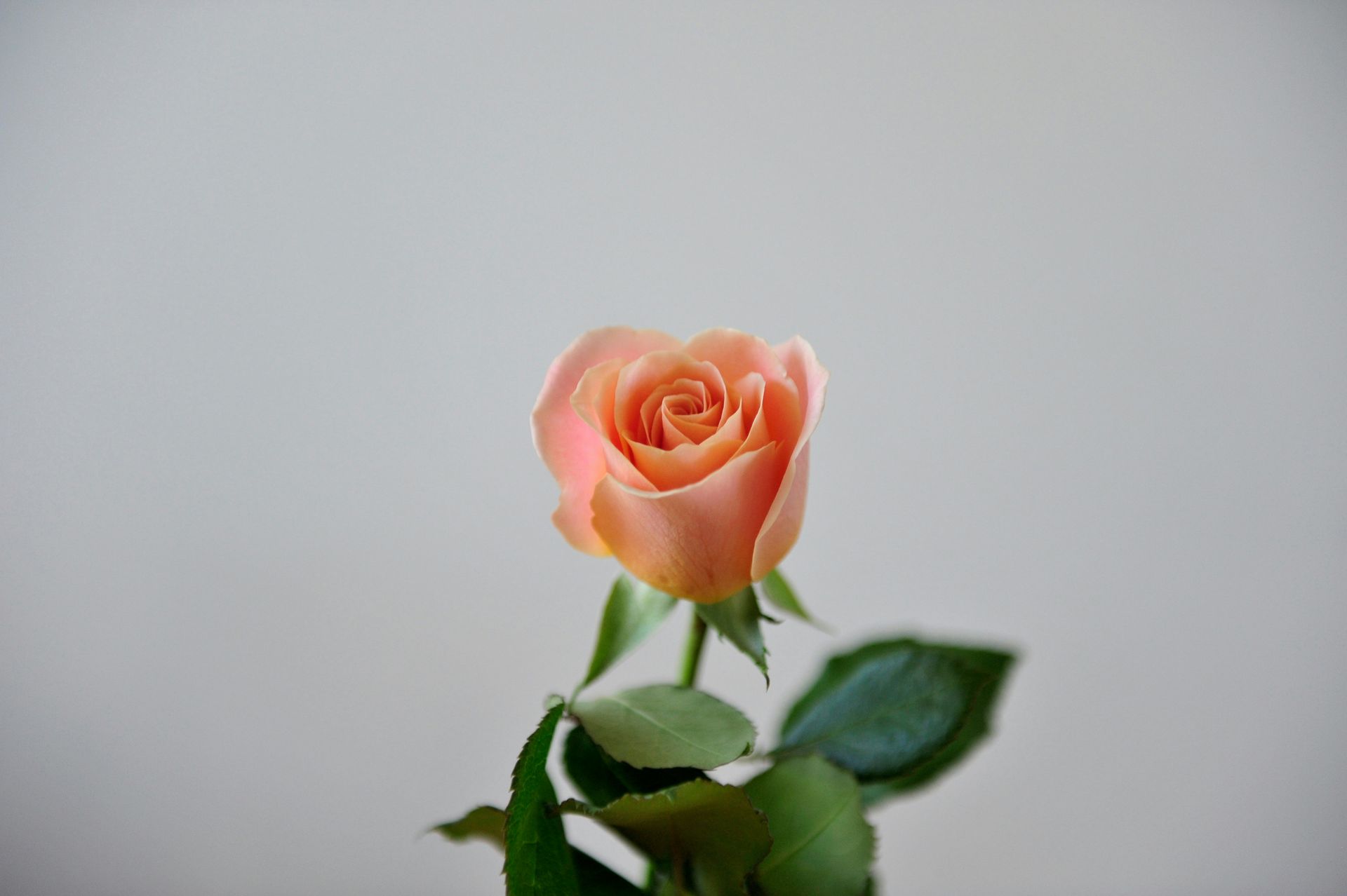 a single pink rose with green leaves on a white background .