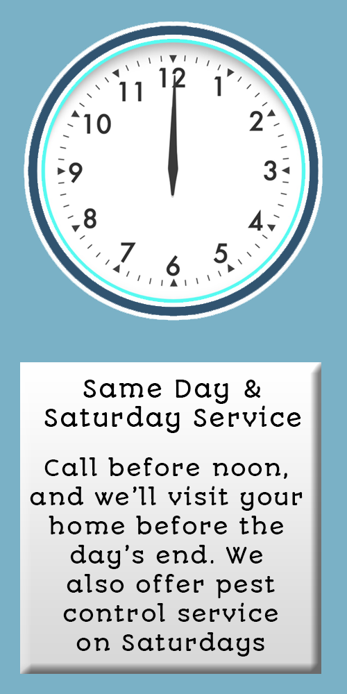 Pest Control Riverside, CA.