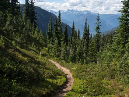 Counseling Center — Cute Dog in Albuquerque, NM