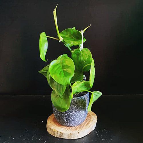 plants