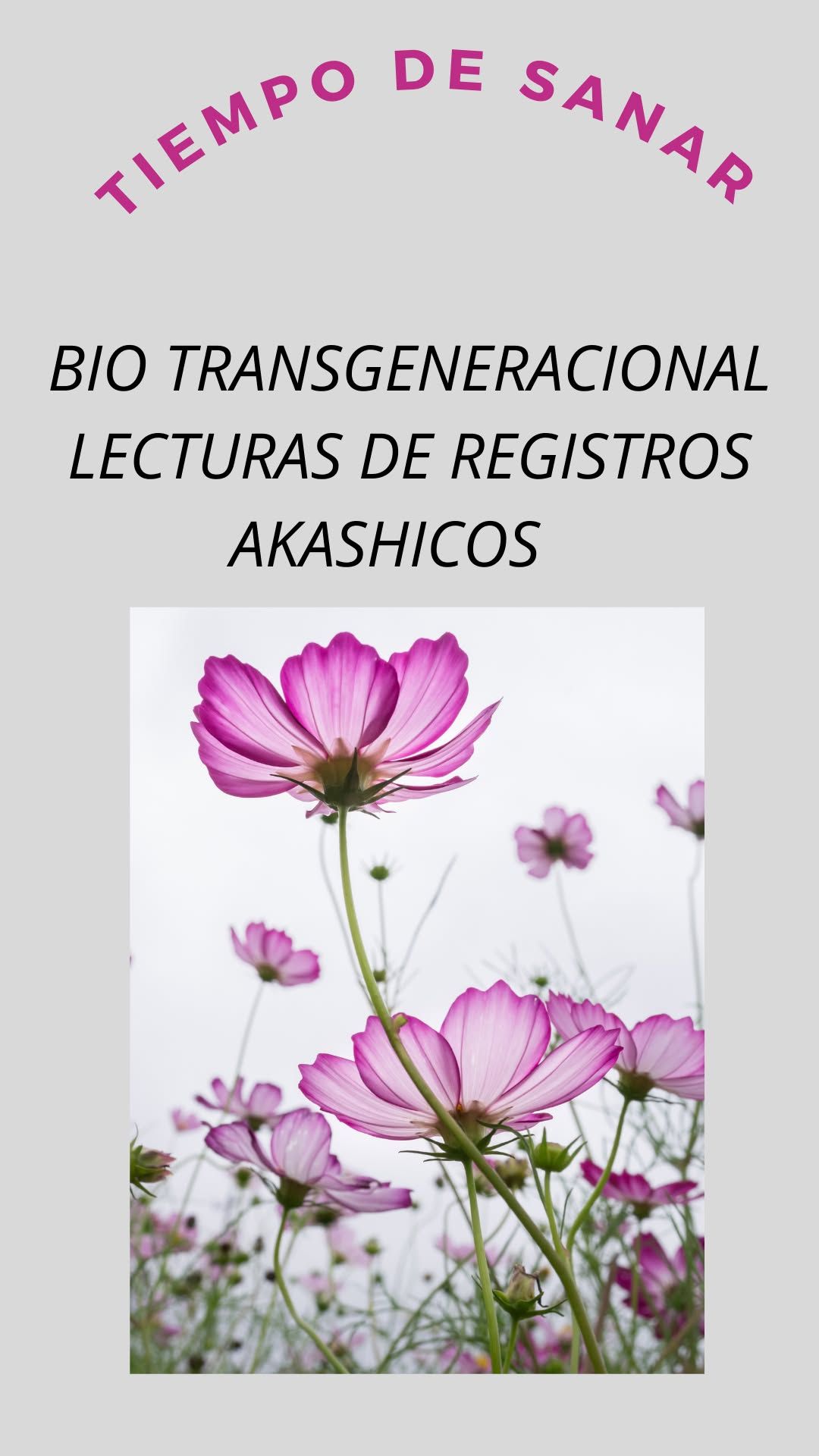 Flores cosmos de color rosa pálido con texto que promueve lecturas curativas biotransgeneracionales.