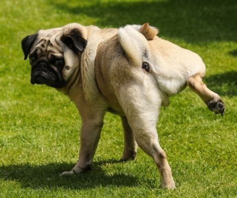 Artificial Grass for dogs
