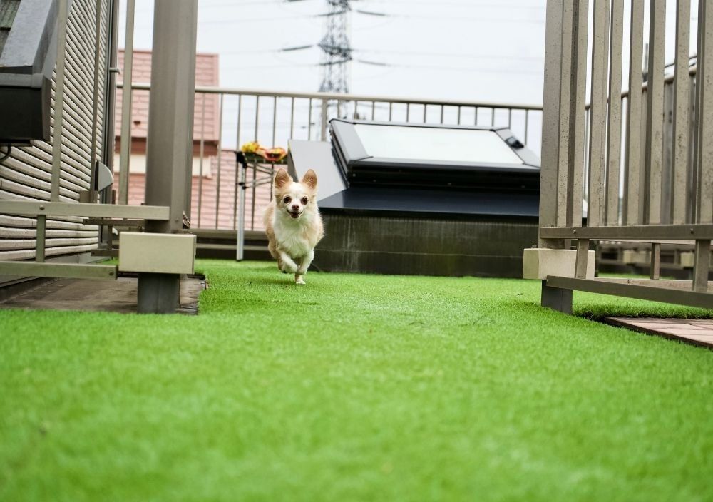 artificial grass being enjoyed by a dog in Colchester