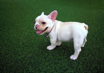 artificial grass with dog