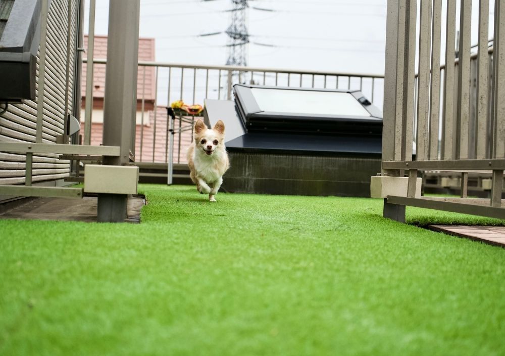 Zest Artificial Grass Luton artificial grass being enjoyed by a dog
