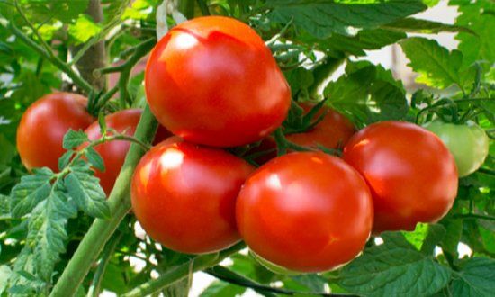 Un montón de tomates están creciendo en una vid.