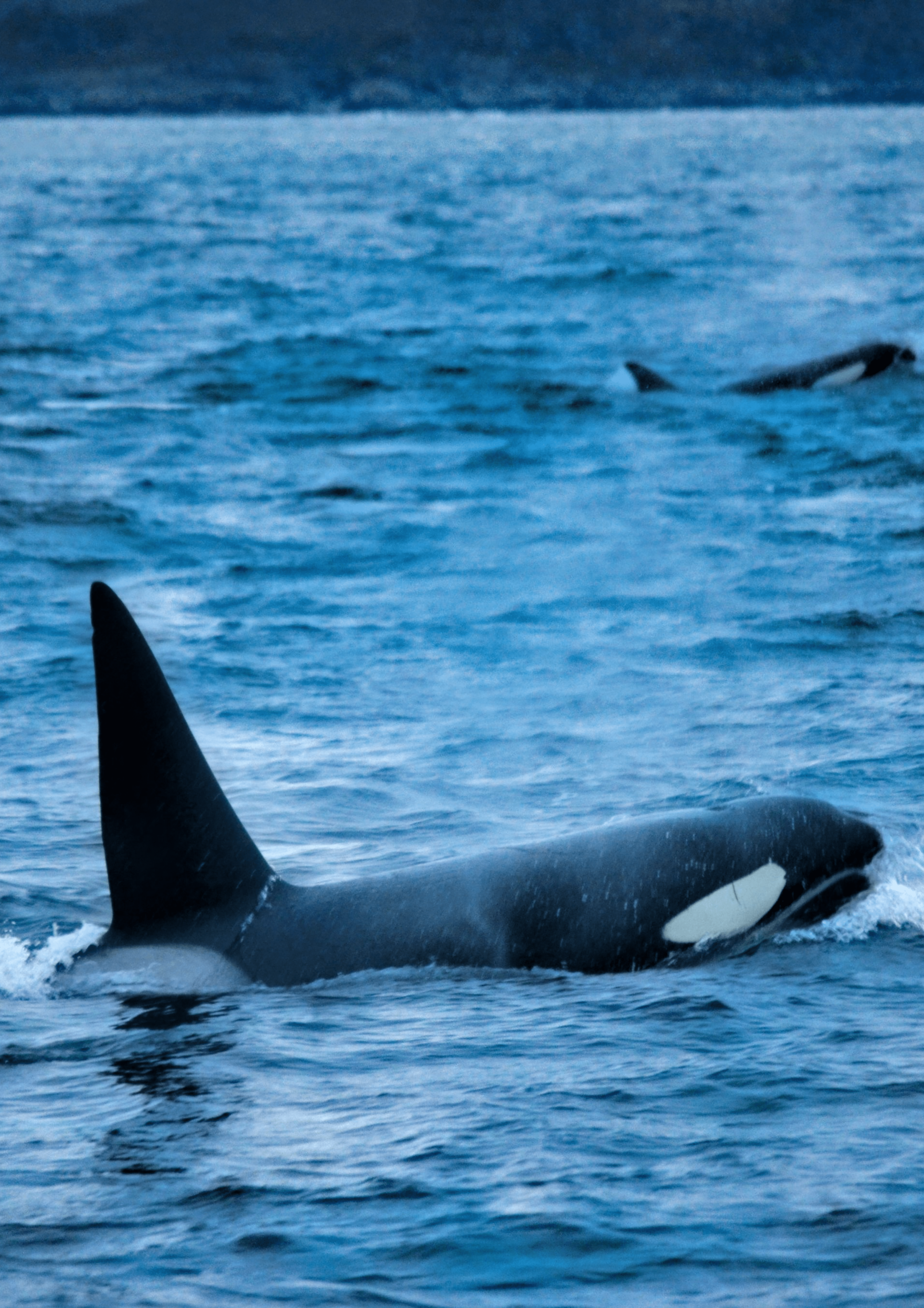 Orca whale in choppy blue water, with two more orcas visible in the distance.