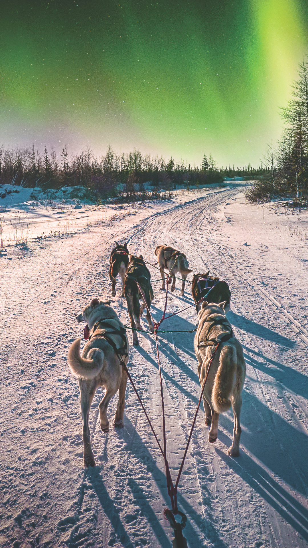 Dogsled team runs through snow under the aurora borealis, a green and purple night sky.