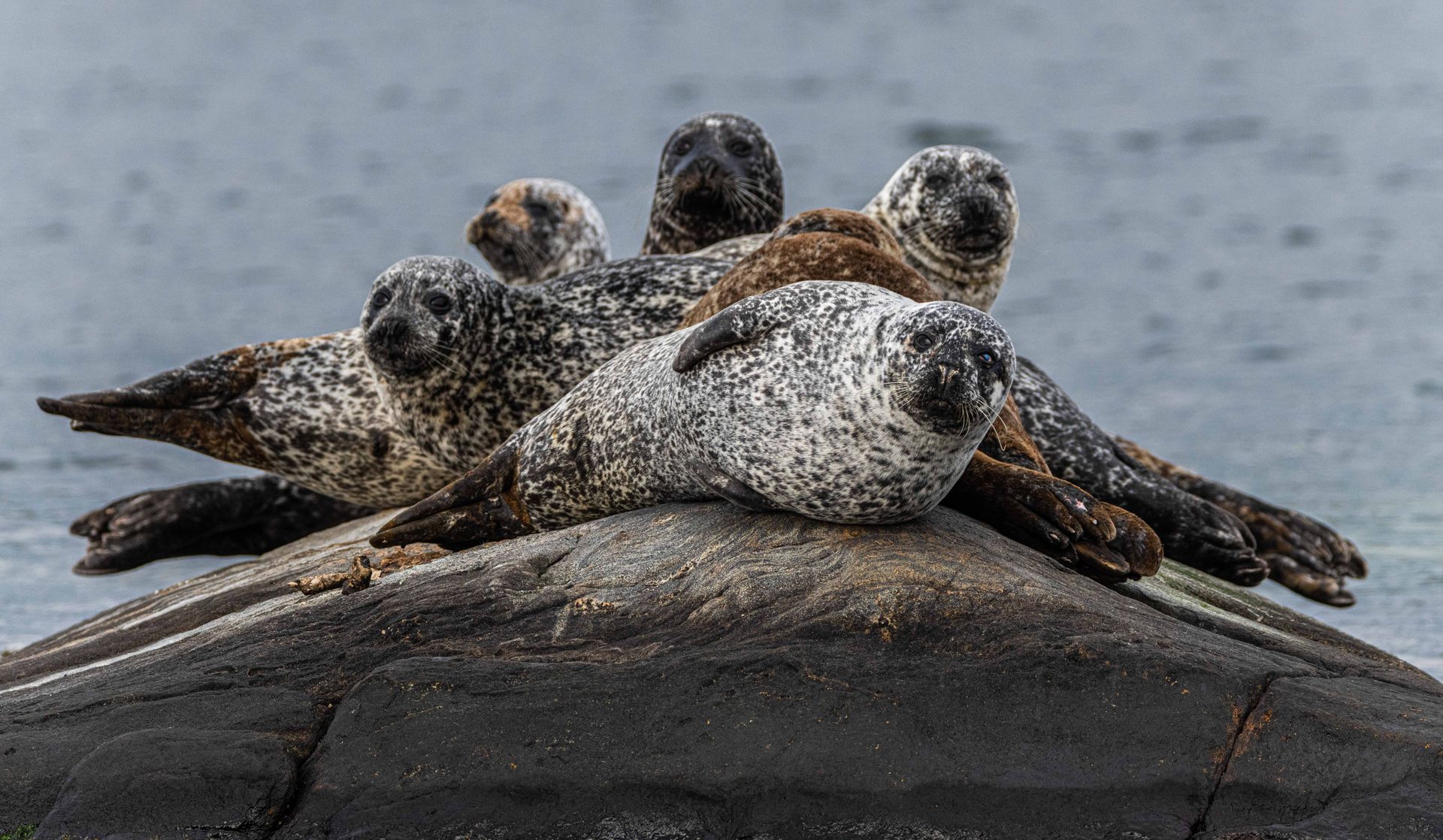 Harbor seals huddled together on a rock, speckled with black and white fur. Gray water in the background.