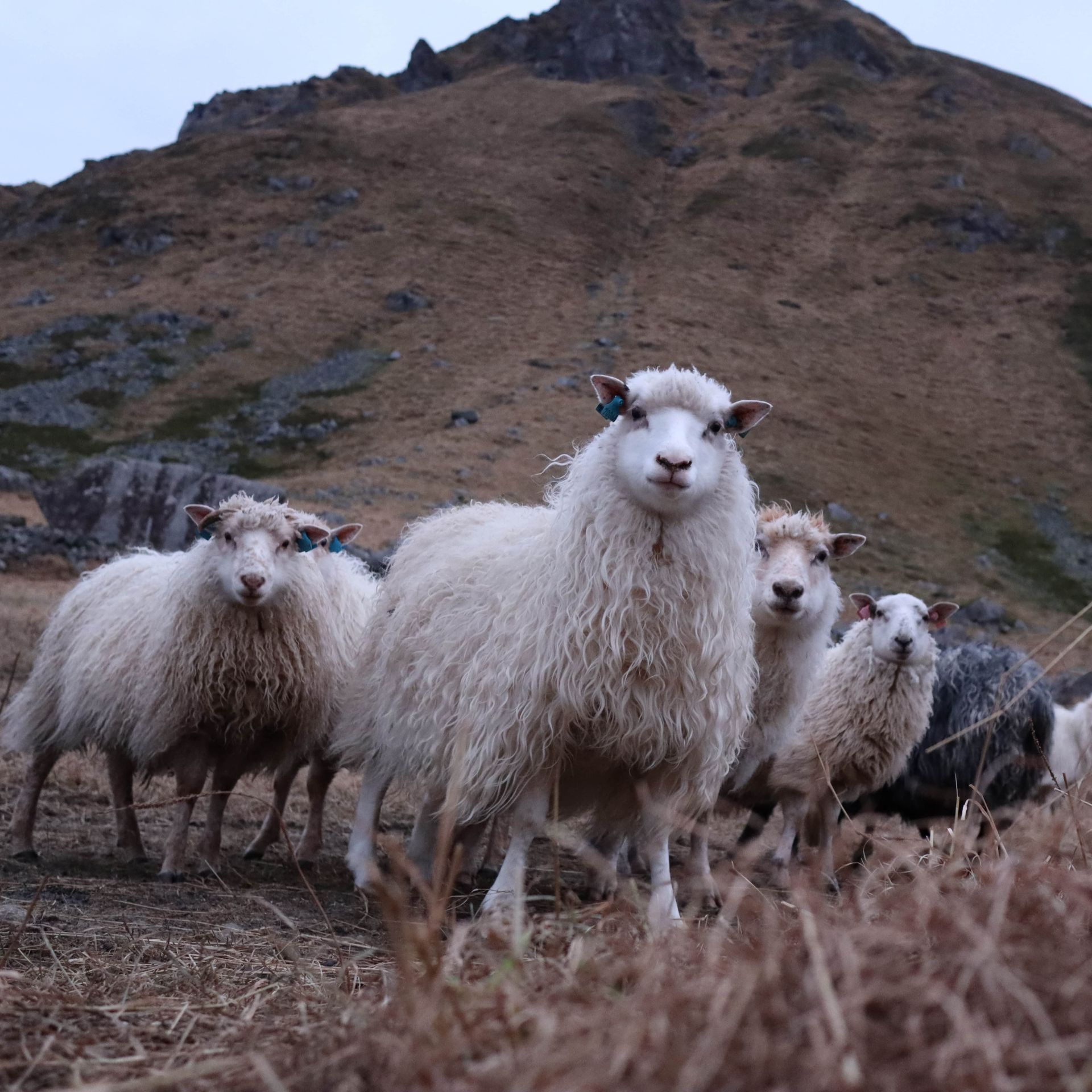 A group of white sheep in a field in front of a mountain.