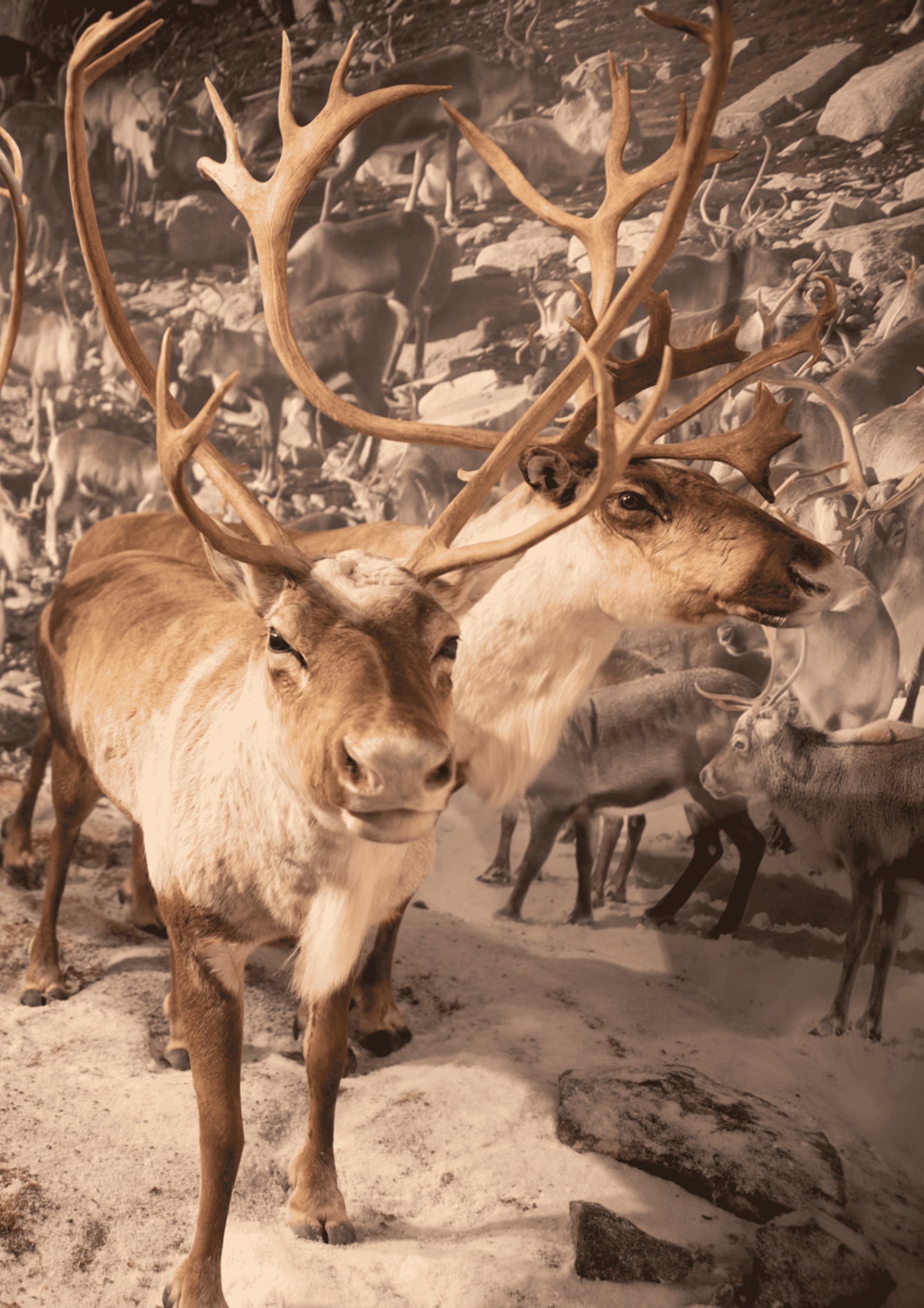 Two taxidermied reindeer with large antlers in a snowy diorama.