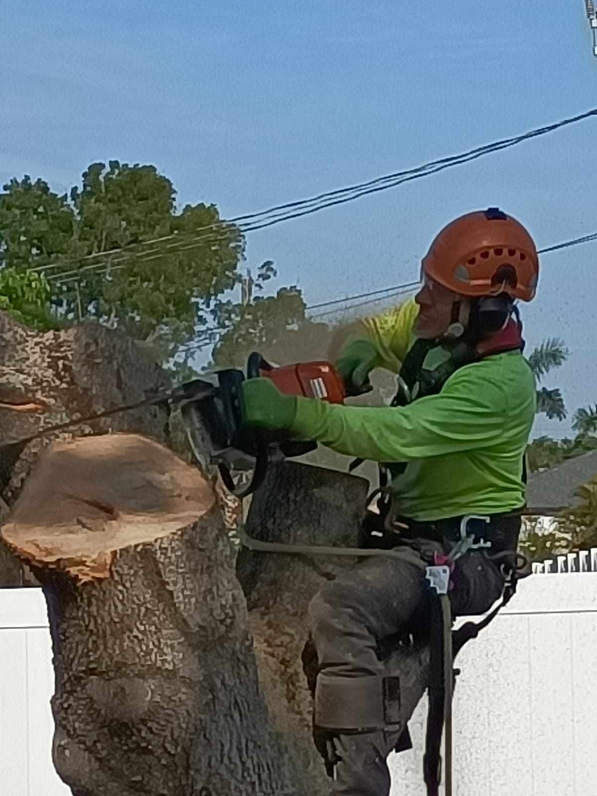 A man is cutting a tree with a chainsaw.