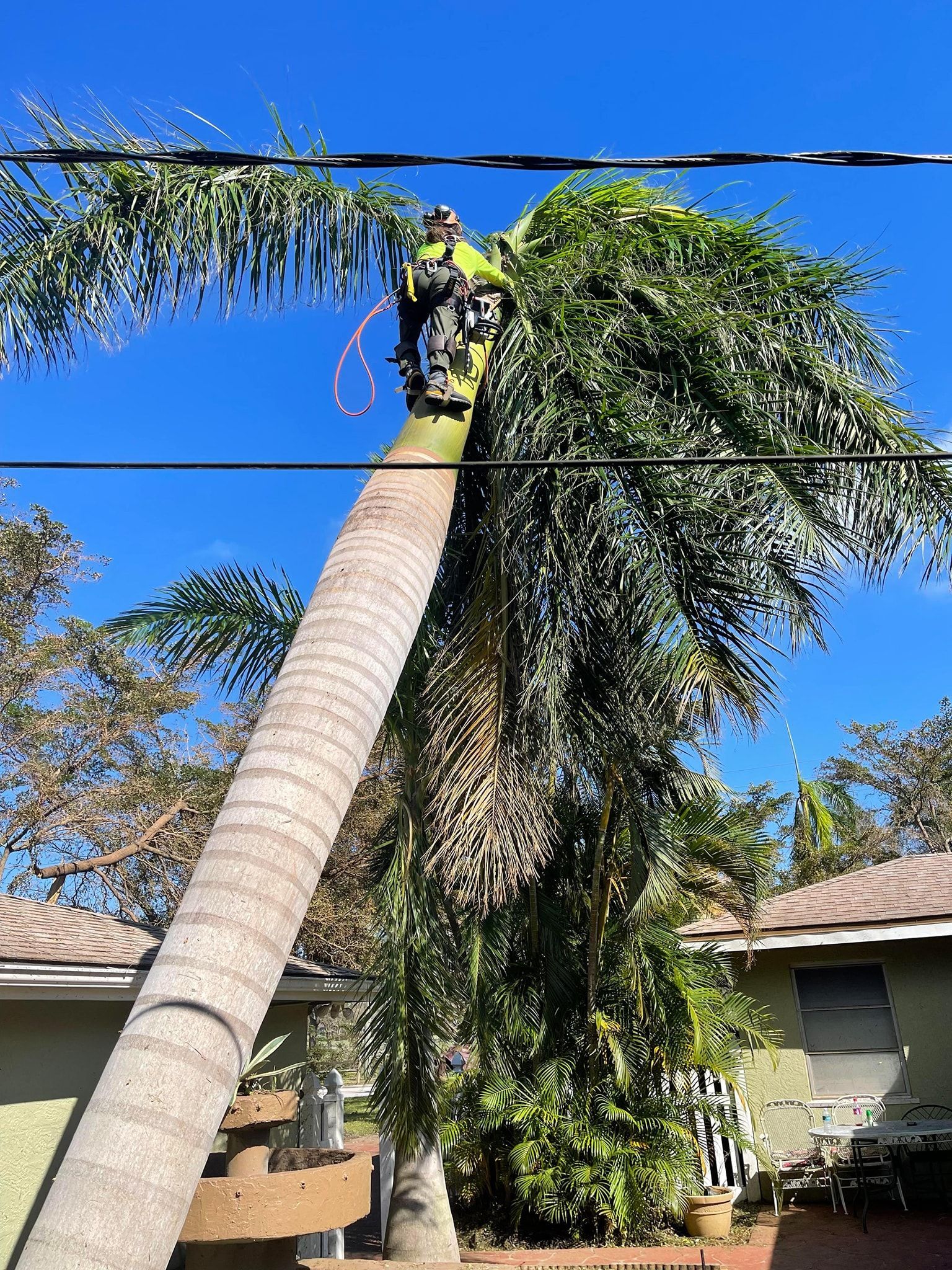 A man is climbing a palm tree in front of a house.