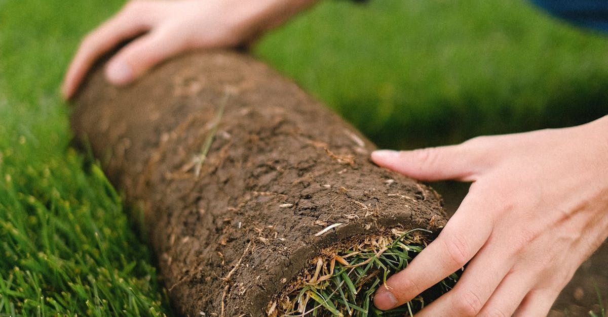 A person is rolling a roll of grass on a lawn.