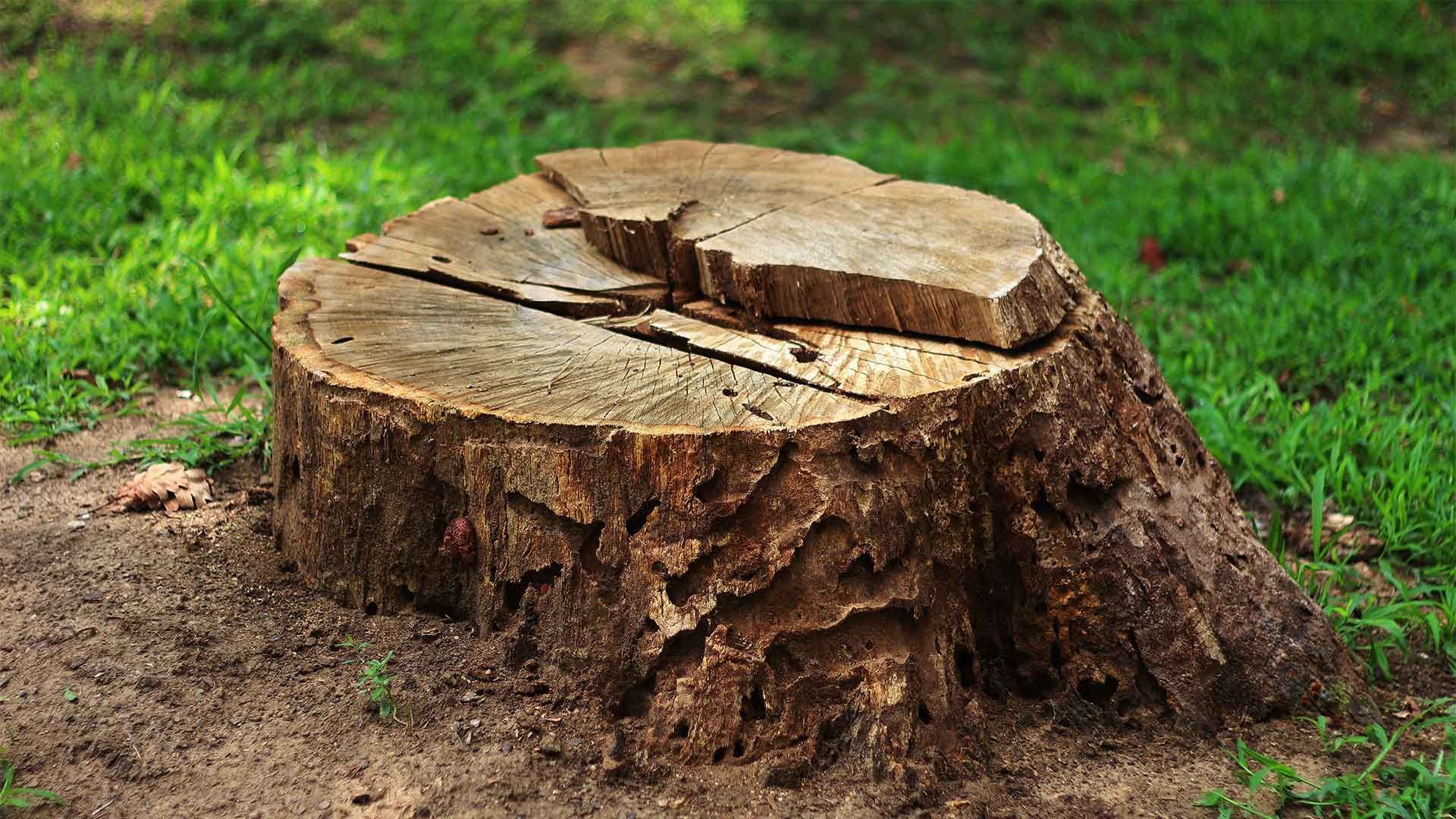 A tree stump is sitting on top of a lush green field.